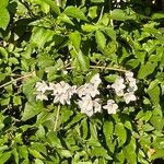 Solanum laxum Floro