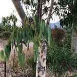 Eucalyptus dalrympleana Kabuk