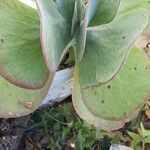 Cotyledon orbiculata Лист