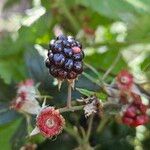 Rubus nemoralis ᱡᱚ