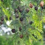 Tsuga canadensis Plod