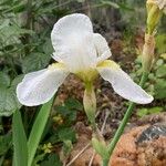 Iris albicans Blüte