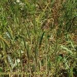 Phleum paniculatum Natur