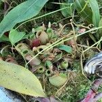 Nepenthes ampullaria Leaf