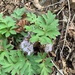 Hydrophyllum capitatum Leaf