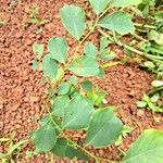 Dalbergia latifolia Φύλλο