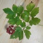 Actaea rubra 葉