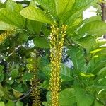 Lophanthera lactescens Flor