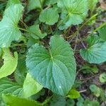 Viola pubescens Folha