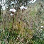 Gentianella corymbosa ശീലം