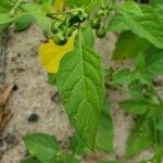 Solanum americanum Fuelha