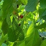 Prunus avium Frukto