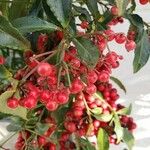 Ardisia crenata Frucht