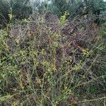 Foeniculum vulgareFlower