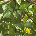 Bidens frondosa Folha