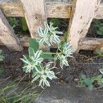 Euphorbia marginata Blatt