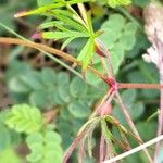 Geranium columbinum Levél