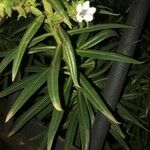 Echium virescens Folio