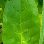 Nicotiana tabacum पत्ता