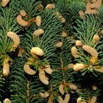 Picea abies Çiçek