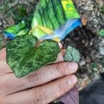 Cyclamen balearicum Leaf