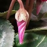 Cyclamen repandum Kukka