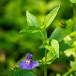 Mimulus ringens Levél