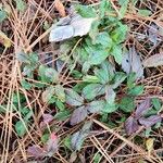 Rubus hispidus Leaf