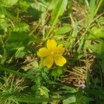 Hypericum cerastoides Blodyn