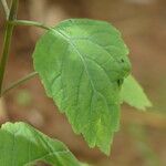 Pogostemon heyneanus Folla