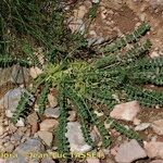 Astragalus depressus Costuma