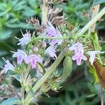 Thymus sibthorpii 花