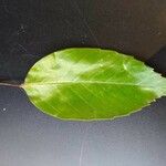 Quercus glauca Leaf