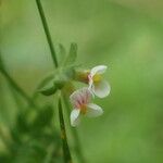 Ornithopus perpusillus Flower