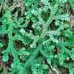 Selaginella denticulata পাতা