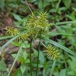Cyperus hermaphroditus Çiçek
