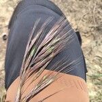 Bromus rubens Flower