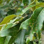 Quercus falcata Leaf