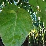 Solanum betaceum Leaf