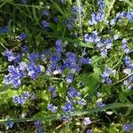 Veronica chamaedrys Cvijet