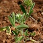 Trifolium leucanthum عادت داشتن