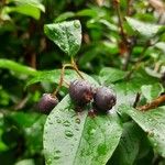 Cotoneaster acutifolius Fruit