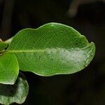 Geniostoma borbonicum Hoja