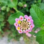 Lantana aculeata Flors