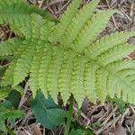 Phegopteris connectilis Leaf