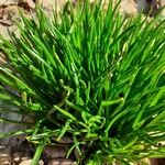 Ranunculus minimus Leaf