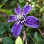 Clematis integrifolia Flower