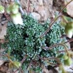 Saxifraga caesia Blatt