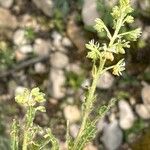 Reseda phyteuma Hábito