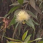 Syzygium jambos Floare